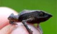 Bunch of toxic, strange and rare amphibians in the world