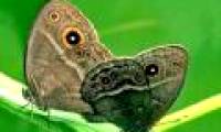 Butterflies are both charming and hateful