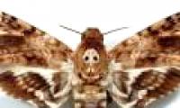 Butterflies 'Death' is capable of 'speaking'