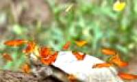 Butterfly drinking turtle tears
