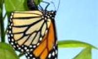 Butterfly Emperor faces the threat from humans