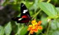 Butterfly research explores the process of evolutionary convergence