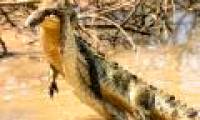 Butterfly serpent died against crocodiles under the lake
