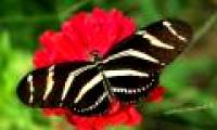 Butterfly's wicked secret