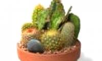 Cactus can also generate electricity