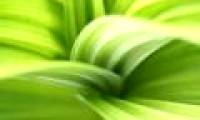 Calcium helps plants defend themselves