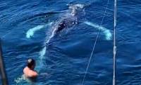 California angler rescues whale caught in lobster trap and unexpected ending