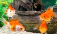 Called 'goldfish brain', but how exactly is this fish remembered?
