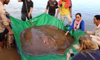 Cambodian fishermen caught a giant stingray in the Mekong River