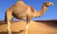 Camel milk and urine can cure cancer