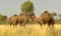 Camels attacked the town