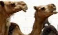 Camels cause Middle East respiratory distress syndrome