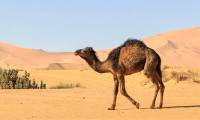 Camels how to survive in the barren desert?