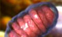 Can accurately predict human life expectancy