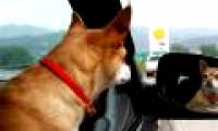 Can animals recognize them when looking at mirrors?