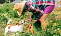 Can cats and dogs be vegetarian?