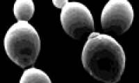 Can compensate for genetic defects with vitamins and minerals