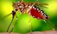 Can dengue fever be transmitted sexually?
