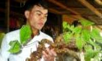 Can dig Ngoc Linh ginseng 100 years old