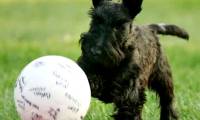 Can dogs understand the meaning of many nouns?