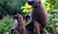 Can mammals choose sex for their children?