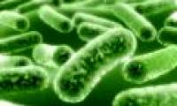 Can microorganisms be the solution to global energy problems?
