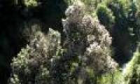 Can produce diesel fuel from mushrooms