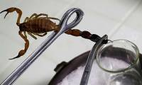 Can scorpion essence cure cancer?