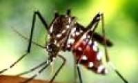 Can transgenic mosquitoes become the