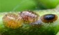Canada develops safe pesticide products