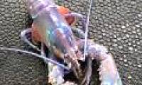 Canadian fishermen's seven-color rainbow lobster
