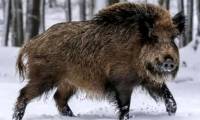 Canadian super pigs may invade the US