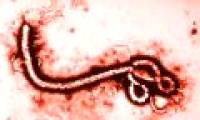 Cancer drugs can prevent Ebola virus