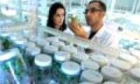 Cannabis can kill cancer cells