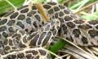 Cannibalism helps rattlesnakes recover after birth