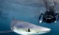 Capture extremely rare blue sharks off the UK