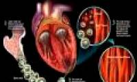 Cardiac muscle cells are always innovative in adults