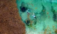 Caribbean scientists turn harmful seaweed into car fuel