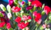 Carnation cultivation techniques with branches