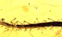 Carnivore fossils 40 million years old