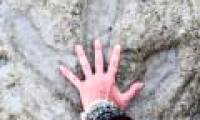 Carnivorous dinosaur footprints on Australian beach