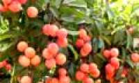 CAS technology enhances the value of Bac Giang lychee