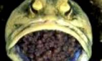 Cases of male in-mouth broodstock are extremely rare