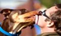 Cat dog saliva is easy to infect humans