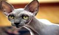 Cat singularity resembles the legendary Egyptian sphinx