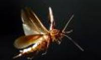 Catastrophic flying disaster: Why do they always face us straight down?