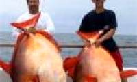 Catch 3 rare moon fish in the same day