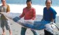 Catch living giant paddle fish in Taiwan