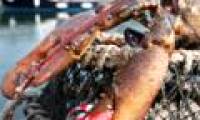 Catch living 'lobster monster' 60 years old