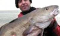 Catch the cod weighing 13.5 kg